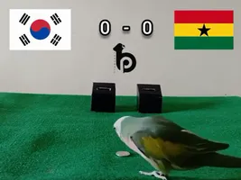 Highlight trận đấu Vẹt tiên tri dự đoán kết quả trận Hàn Quốc vs Ghana | Xem lại trận đấu