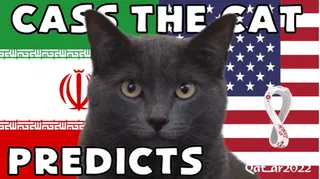 Highlight trận đấu Mèo tiên tri dự đoán thế nào về trận Iran vs Mỹ | Xem lại trận đấu