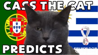 Highlight trận đấu Mèo tiên tri dự đoán thế nào về trận BĐN vs Uruguay? | Xem lại trận đấu
